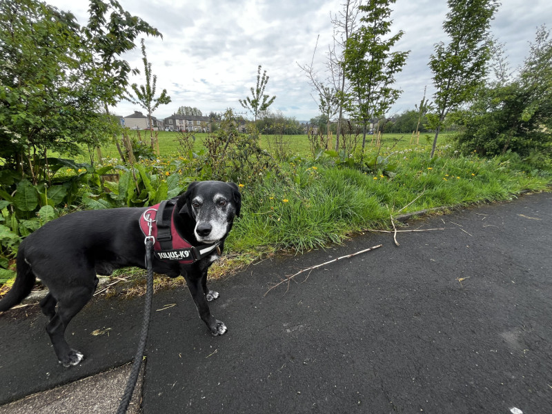 Pointer posing in front of the new trees planted in Disraeli Park, Burnley