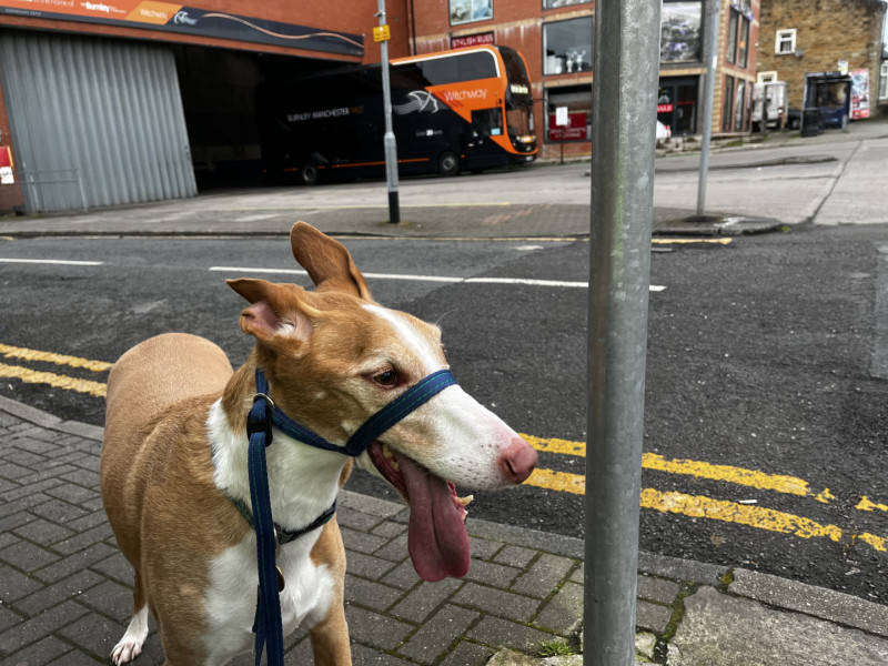 Podenco posing while taking a breather in front of Burnley bus depot