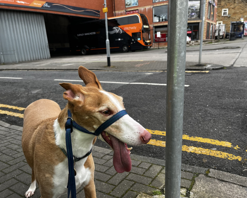 Podenco posing while taking a breather in front of Burnley bus depot