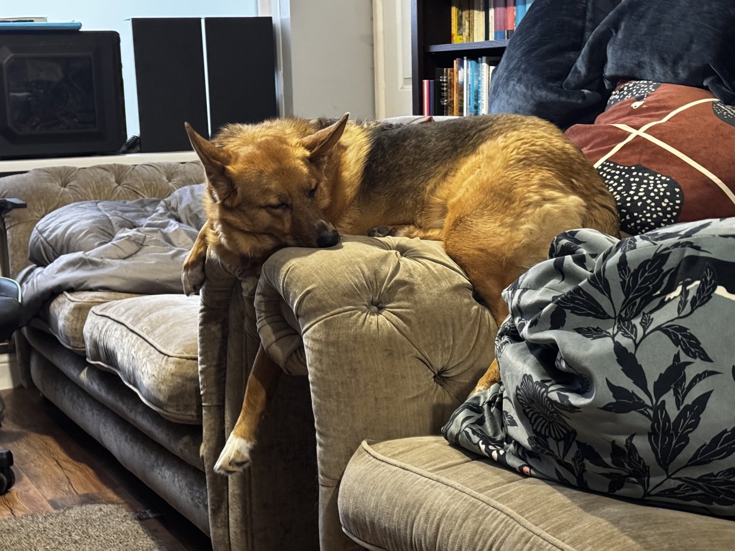 Podenco German Shepherd cross, sleeping across the arms of two sofas, her leg dangling between the two.