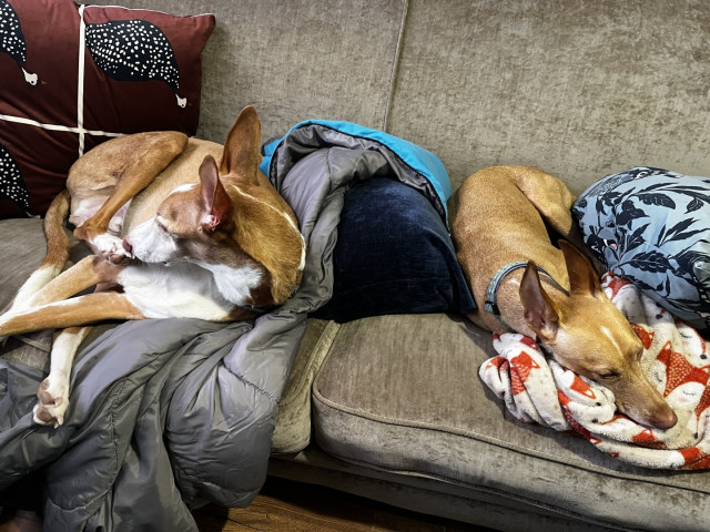 Podenco Ibicenco and Podenco Andaluz lay back to back on a sofa
