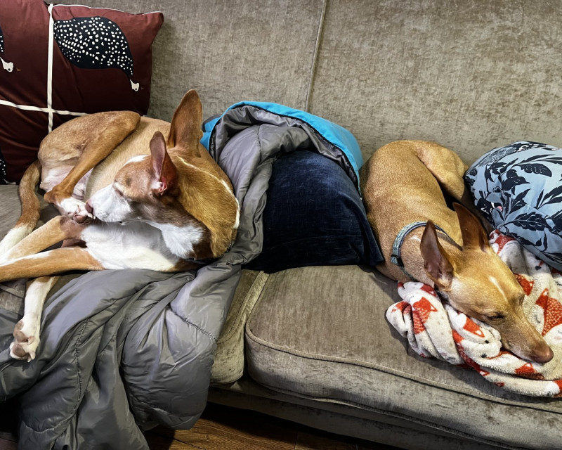 Podenco Ibicenco and Podenco Andaluz lay back to back on a sofa