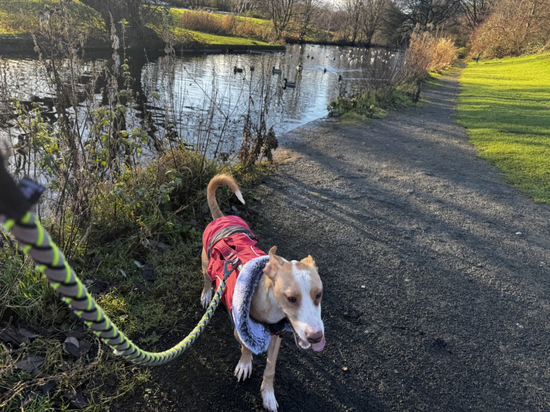 Small Podenco modelling a red and black coat with the canal beyond.