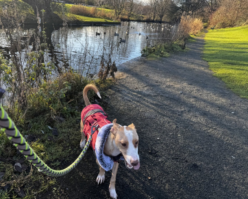 Small Podenco modelling a red and black coat with the canal beyond.