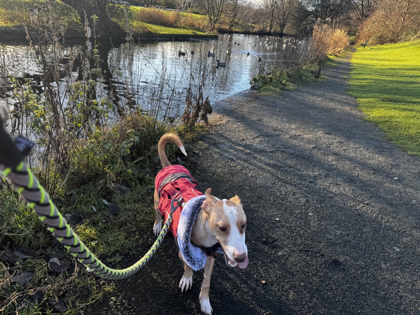 Small Podenco modelling a red and black coat with the canal beyond.