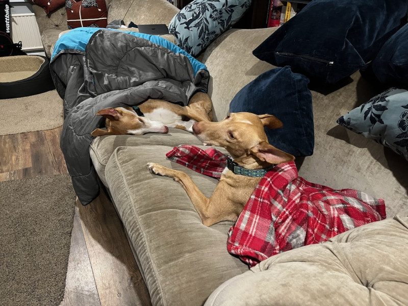 bayLee and Mr Leo, hibernating on the sofa, Fearghus beyond.