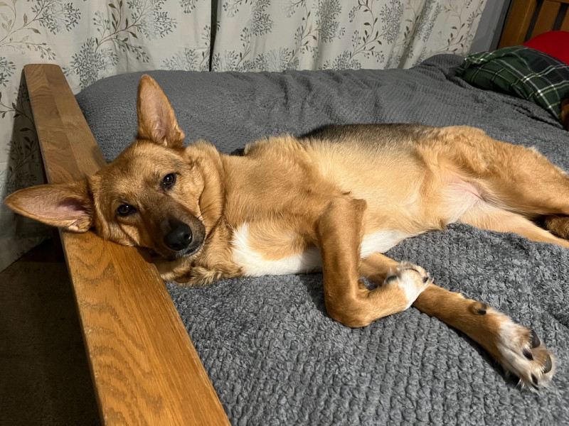 Caoimhe, German Sheperdess princess posing on the bed