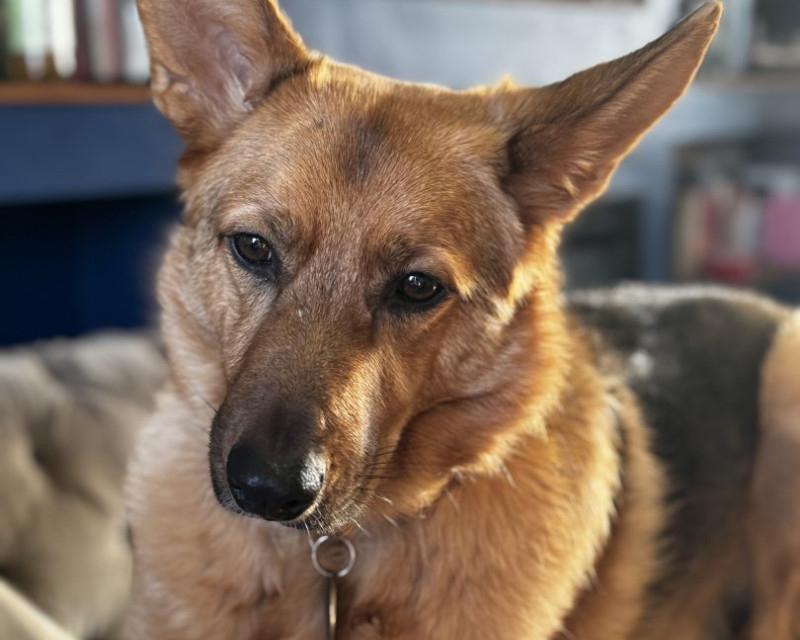 German Shephard / Podenco cross princess guarding the living room from her perch on the arm of the sofa.