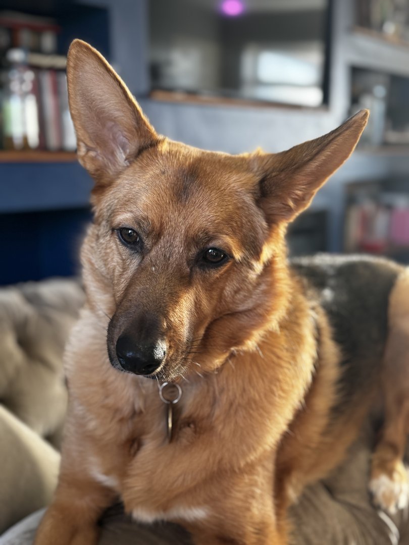 German Shephard / Podenco cross princess guarding the living room from her perch on the arm of the sofa.