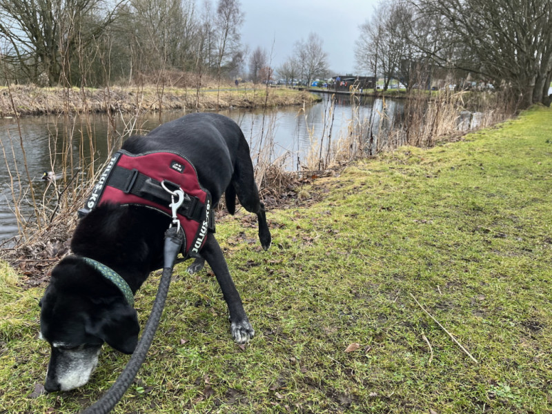 An old pointer follows a scent on the grass, with the Leeds-Liverpool canal beyond, and Barden Marina in the distance.
