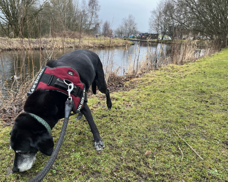 An old pointer follows a scent on the grass, with the Leeds-Liverpool canal beyond, and Barden Marina in the distance.