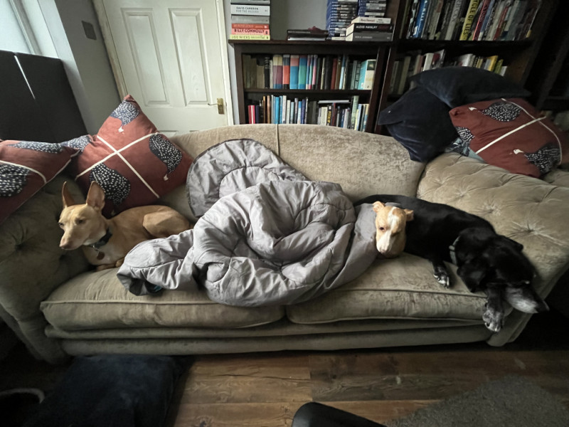 Three podencos and a Labrador relax on a sofa, the largest podenco is hiding under a sleeping bag in the middle.