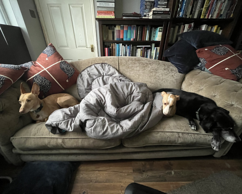 Three podencos and a Labrador relax on a sofa, the largest podenco is hiding under a sleeping bag in the middle.
