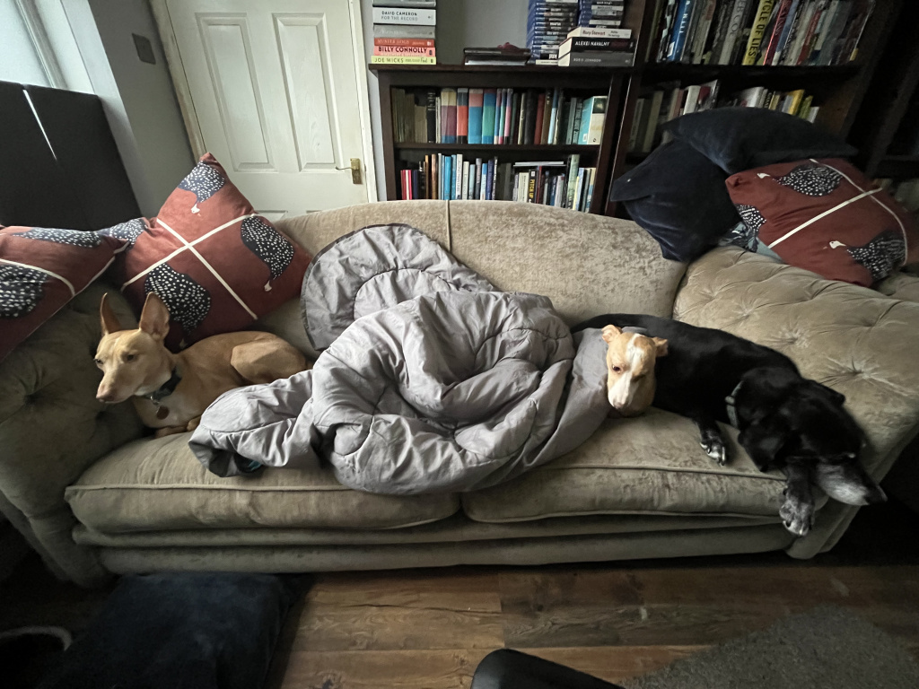 Three podencos and a Labrador relax on a sofa, the largest podenco is hiding under a sleeping bag in the middle.