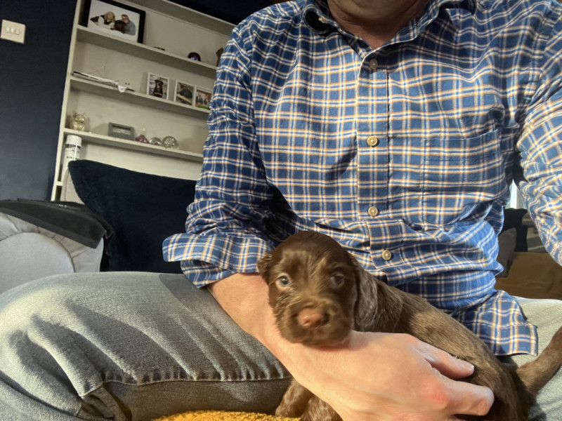 I'm sat wearing denims and a checked shirt, with a four week old working cocker puppy on my lap