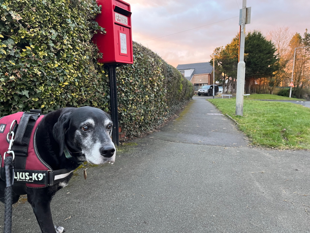Pointer posing infront of Pendle Hill as the sunset lights the horizon, with a red post-box in centre of image.
