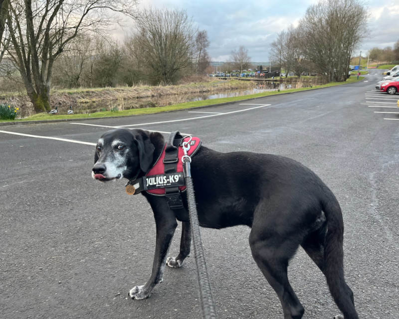 Pointer posing infront of Barden Marina on the Leeds-Liverpool Canal