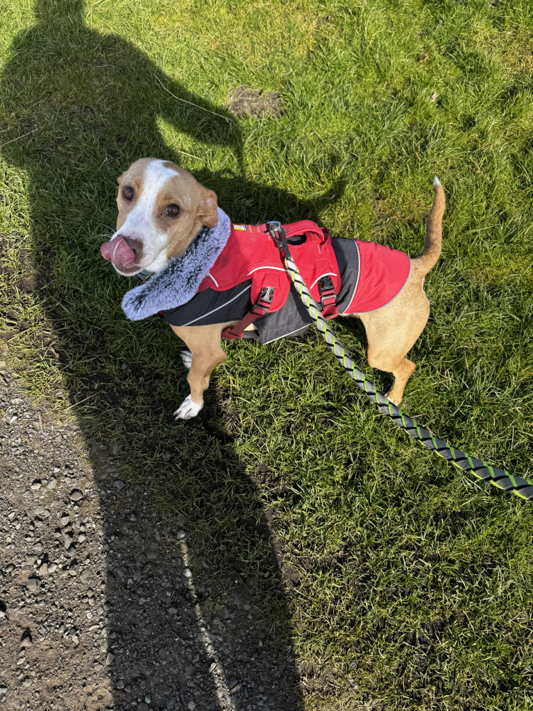 A small podenco in his coat, enjoying his walk in the morning sun