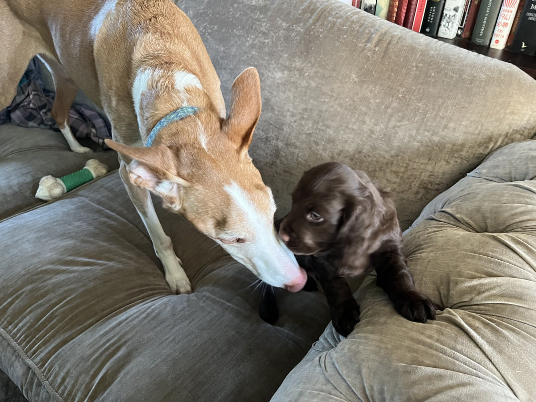 Picture of a Podenco Ibicenco sniffing at his new cocker spaniel puppy companion.