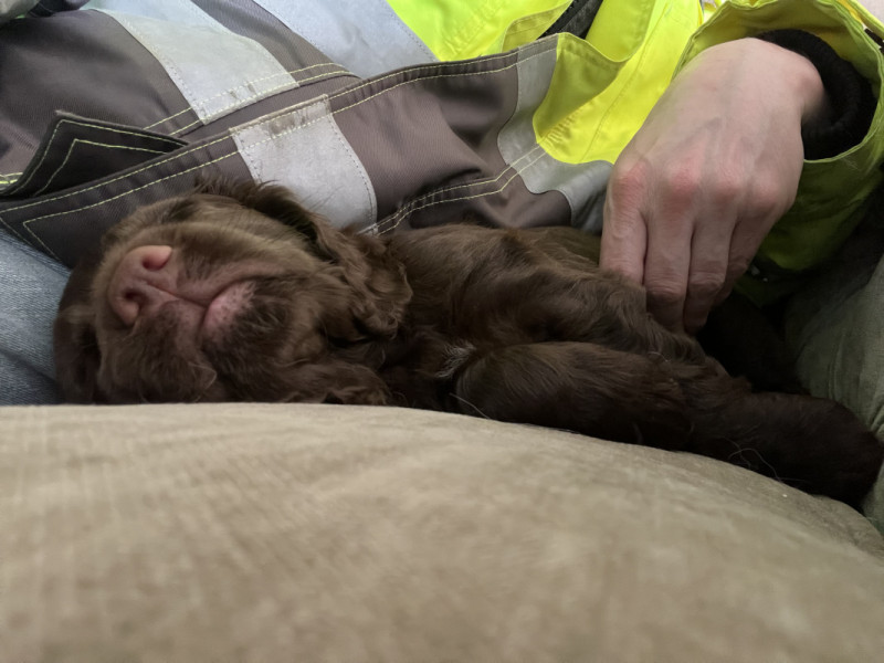 Picture of a cocker spaniel puppy, cleeping on his side on a sofa