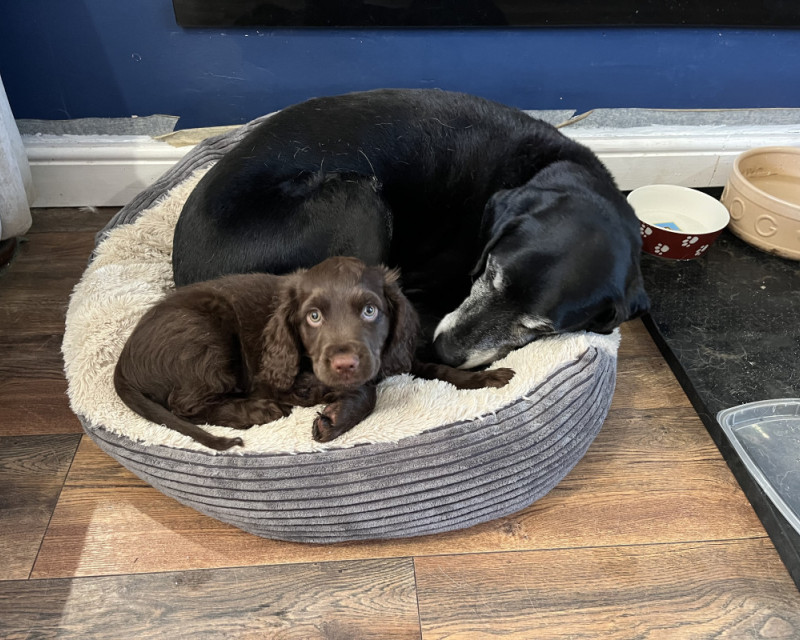 Old black pointer curled up on a soft dog bed, with a chocolate cocker spaniel puppy curled up with him.