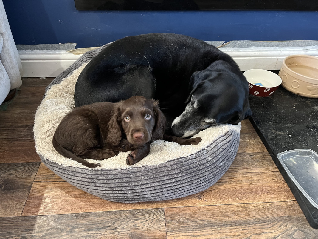 Old black pointer curled up on a soft dog bed, with a chocolate cocker spaniel puppy curled up with him.