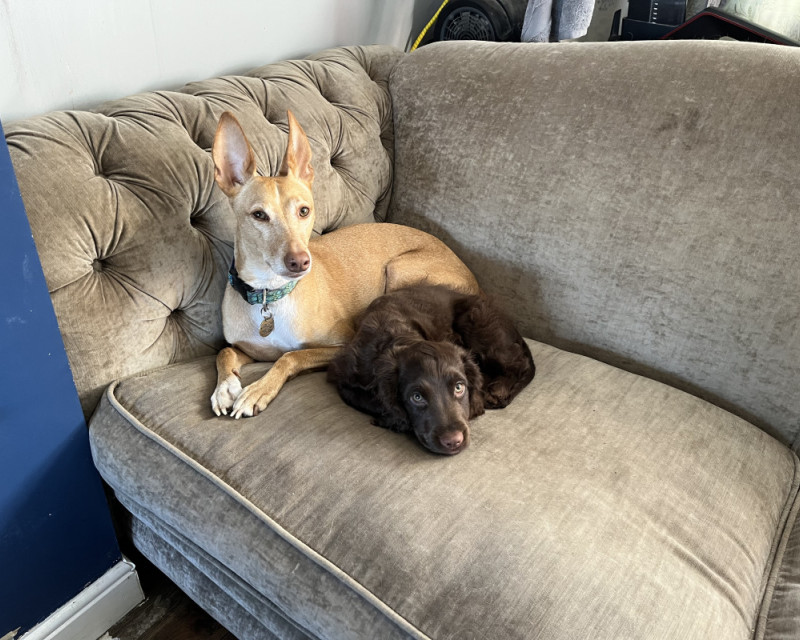 A small podenco and cocker spaniel puppy curled up together at the end of a sofa