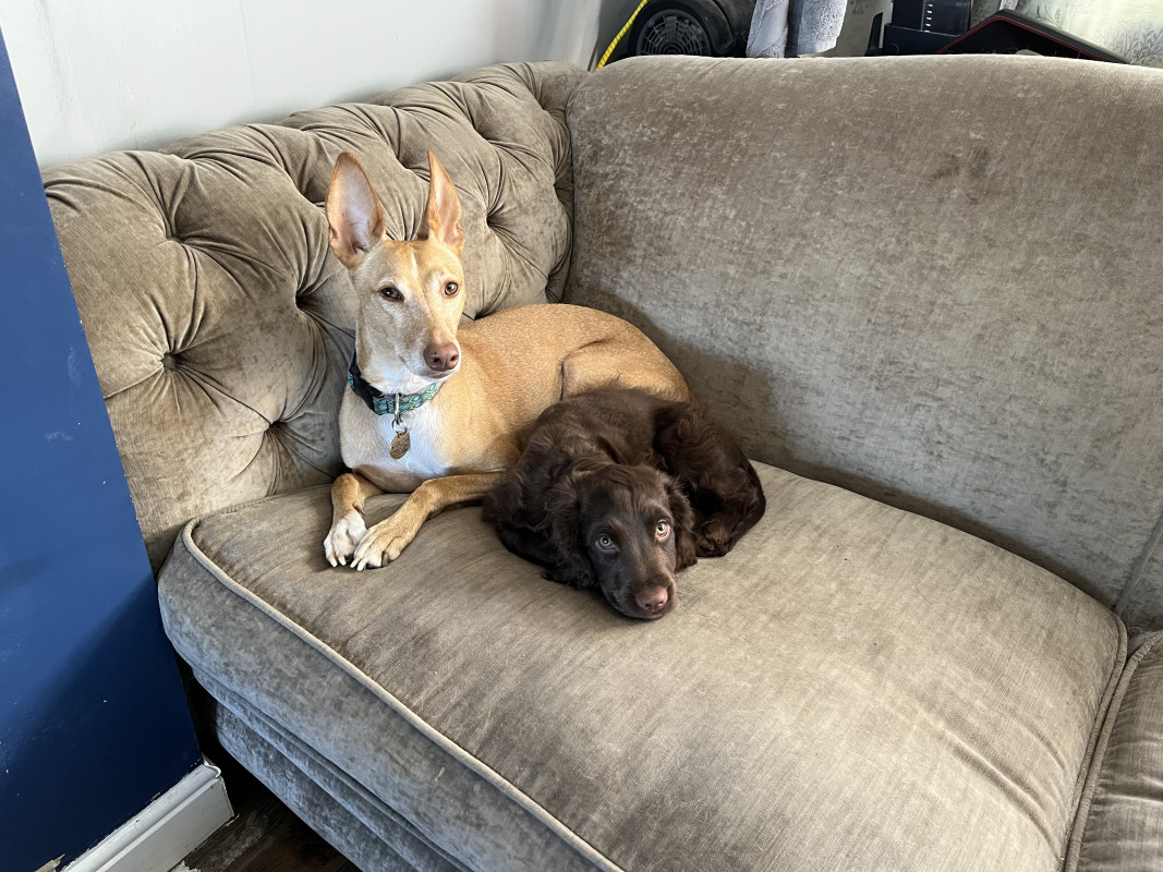 A small podenco and cocker spaniel puppy curled up together at the end of a sofa