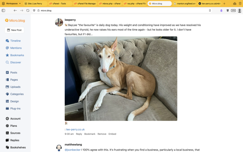 Screenshot of an imagepost appearing in the micro.blog timeline, with a picture of a podenco featured below a description of the post.