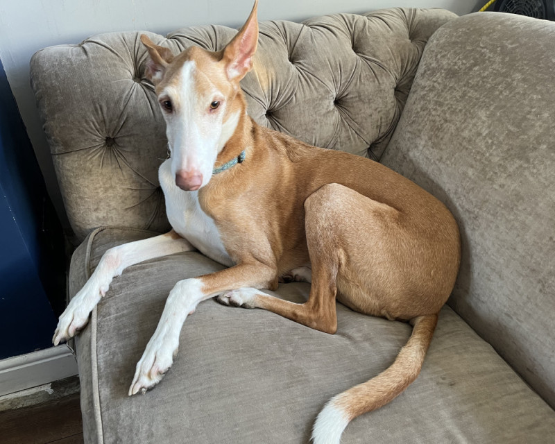 Podenco Ibicenco sat with paws overhanging the edge of the sofa, and ears raised partially, but not at full alert