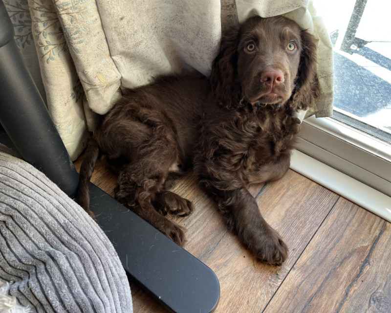 Cocker spaniel puppy lay against a curtain, looking guilty.