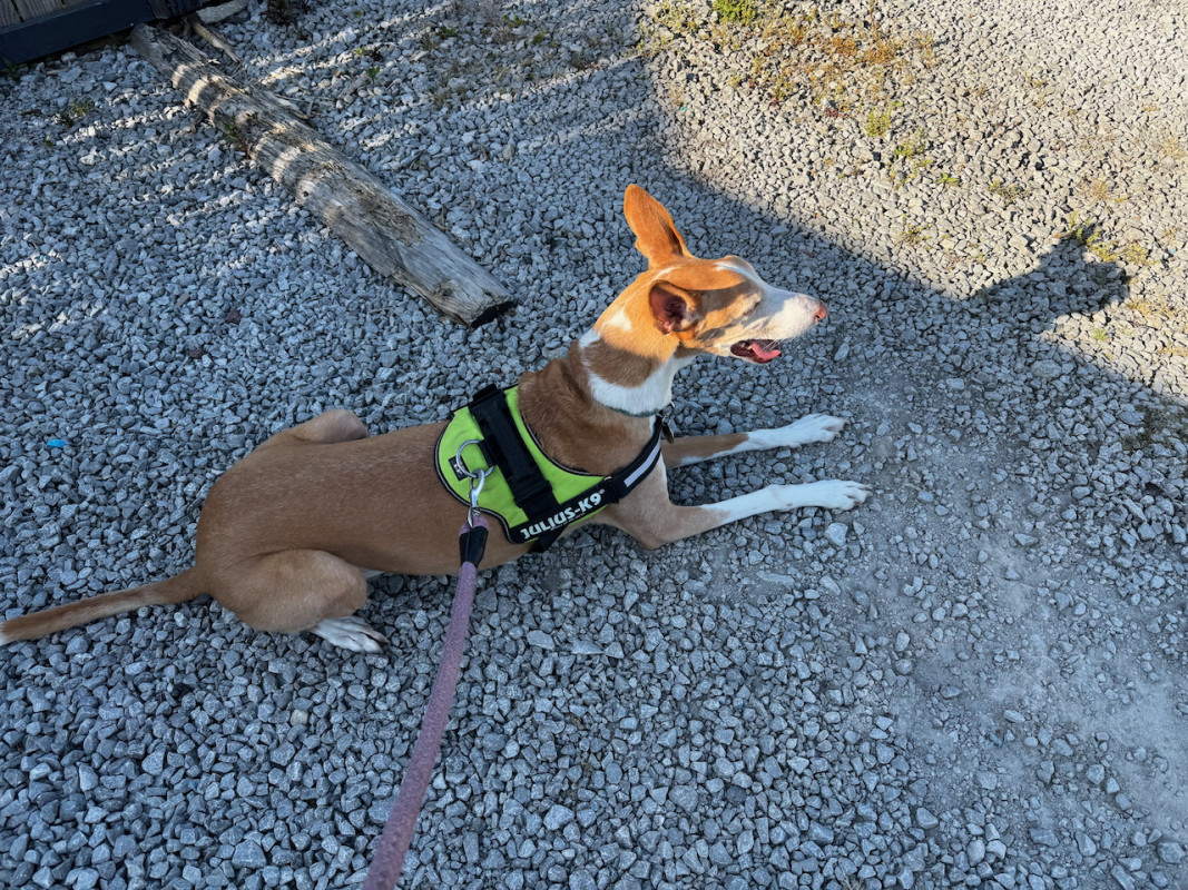 Podenco Ibicenco lay one all fours, waiting patiently on a gravel car park.