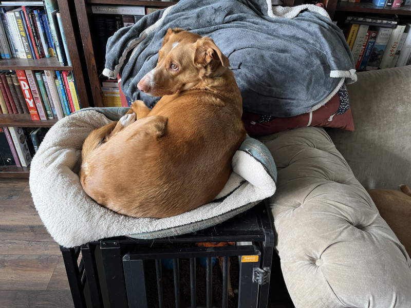 Photograph of labrador podenco cross curled up in a small dogs bed on top of a training crate.