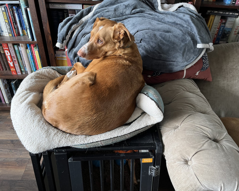 Photograph of labrador podenco cross curled up in a small dogs bed on top of a training crate.