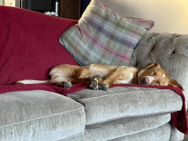 Picture of a ginger dog with white snout asleep in the corner of a sofa.