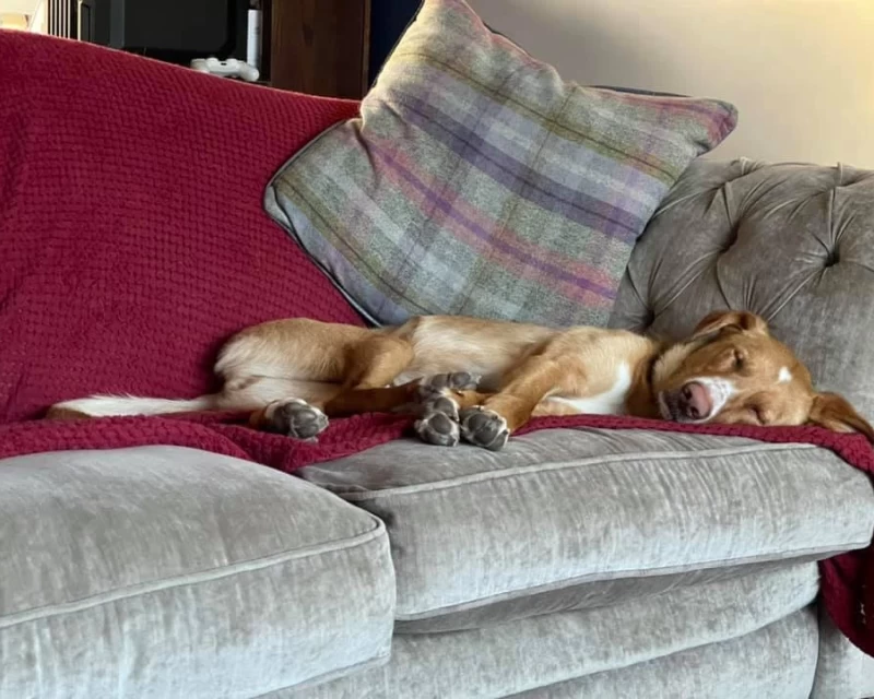 Picture of a ginger dog with white snout asleep in the corner of a sofa.