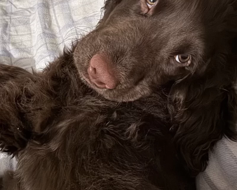 Cocker spaniel puppy pretending to be still while on camera.