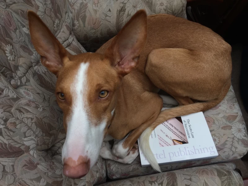 A picture of a podenco puppy with deep red coat curled up on a Scottish Law textbook.