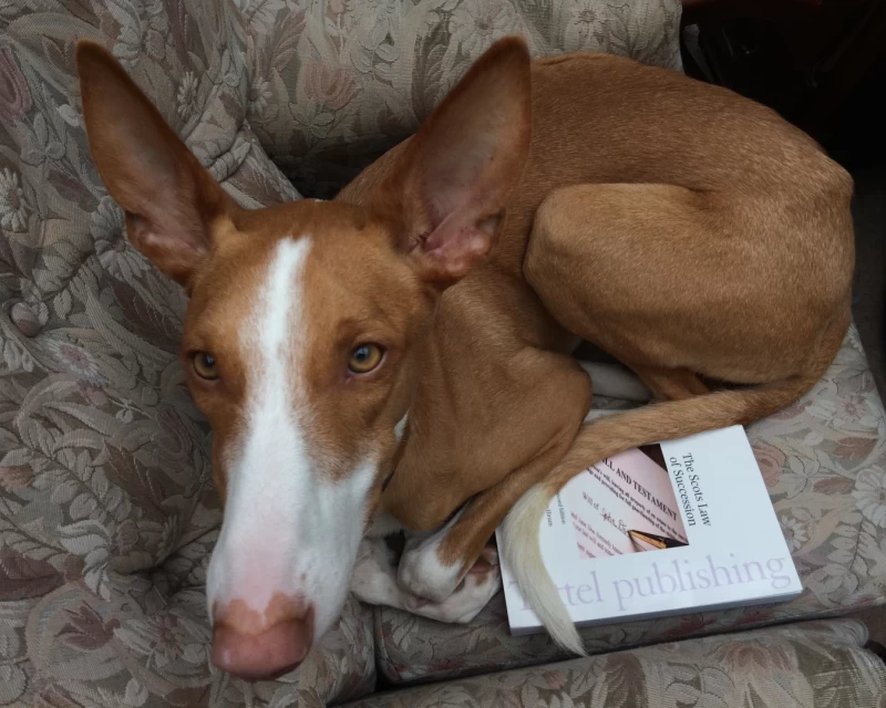 A picture of a podenco puppy with deep red coat curled up on a Scottish Law textbook.