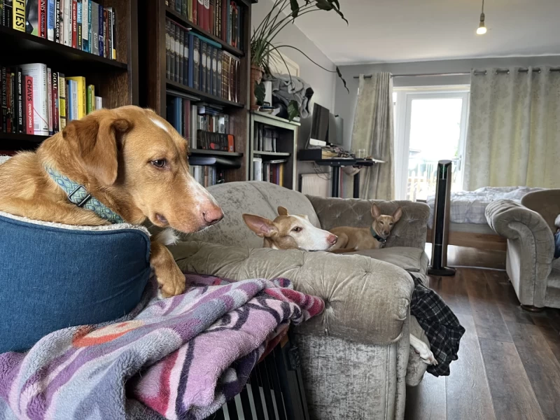 Photograph looking along a sofa, with three ginger dogs facing towards the camera, with bookcases behind and an office beyond.