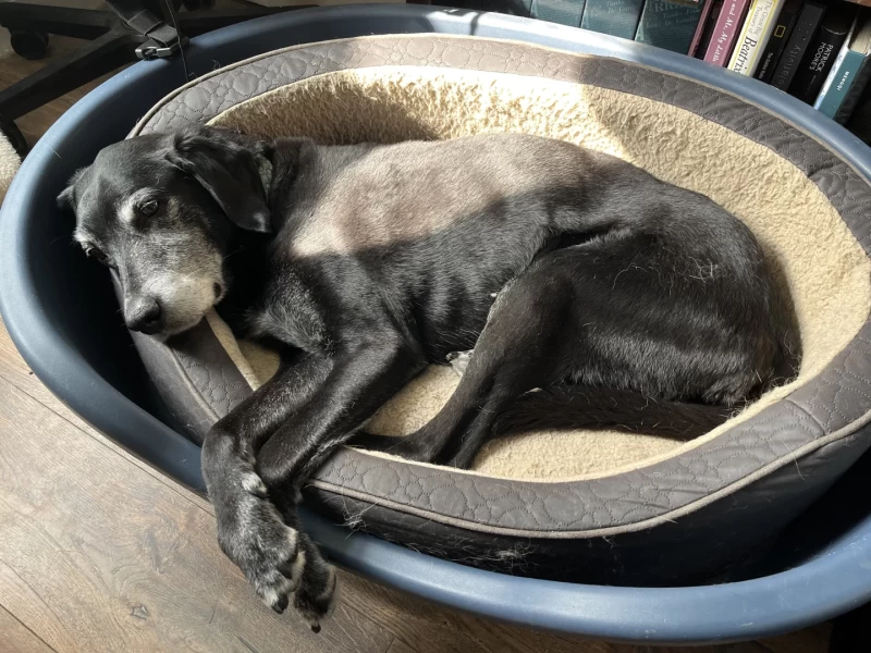 A photo of Mustang, a big black jet pointer, enjoying some sunshine over his final days.