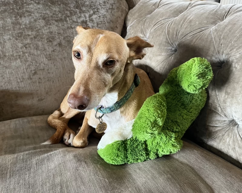 Image showing a small Podenco Andaluz sitiing on a beige sofa with a large green frog toy